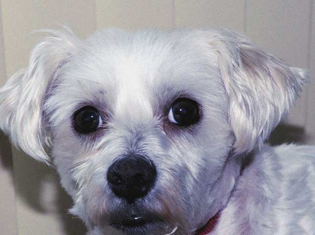 pugsley