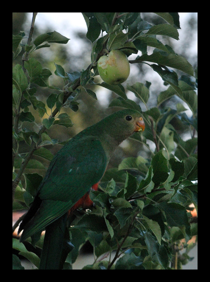 KING PARROT