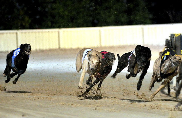 greyhounds.jpg