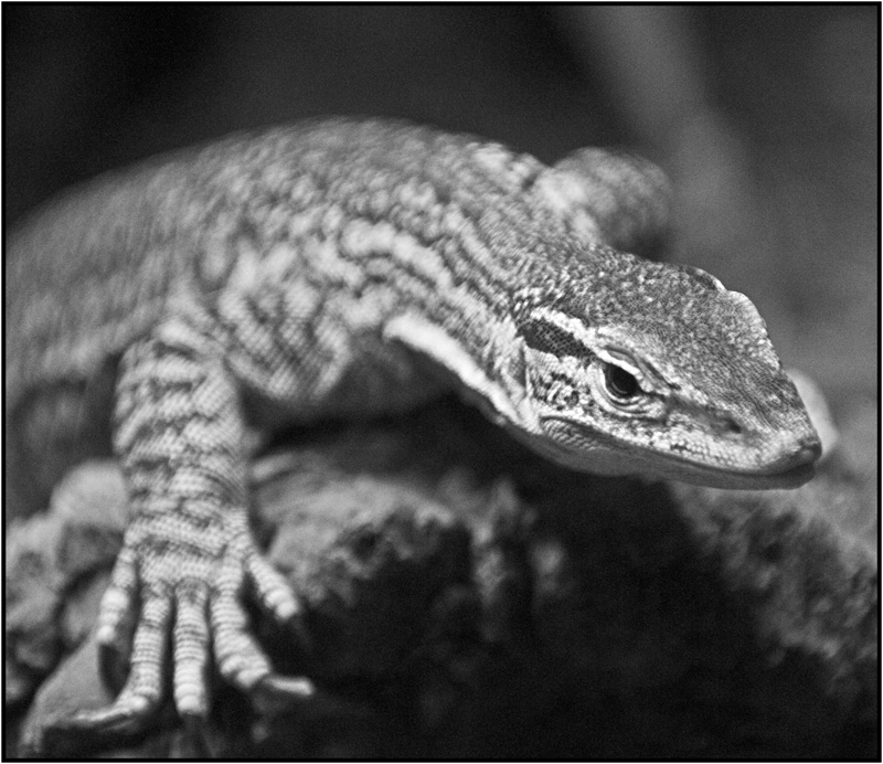 Sand Goanna