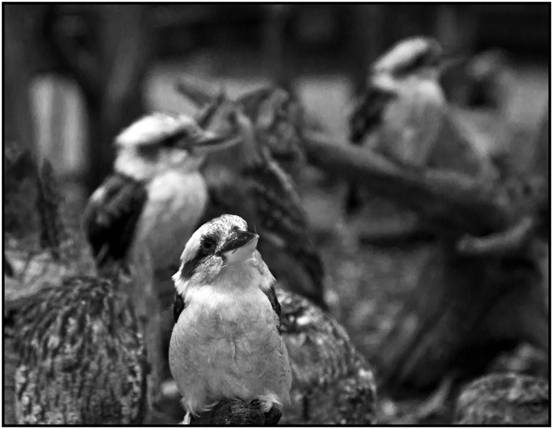 Kookaburra
