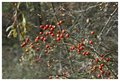 Red Berries
