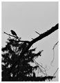 Blackbird