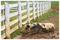 Spotted Pig