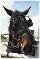 Horsey