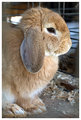 Brown Bunny