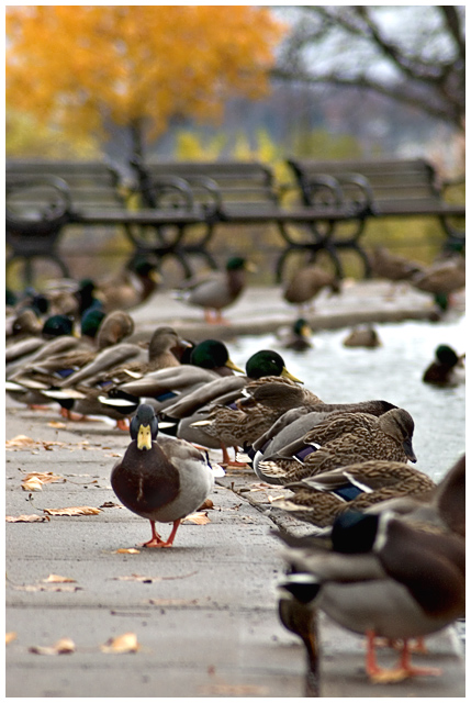 I Double-Duck Dare You