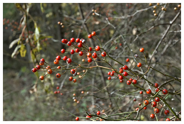 Red Berries