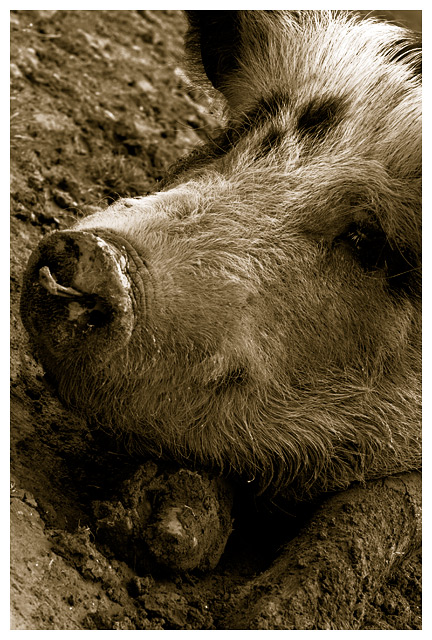 Muddy Pig