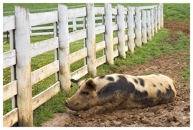 Spotted Pig