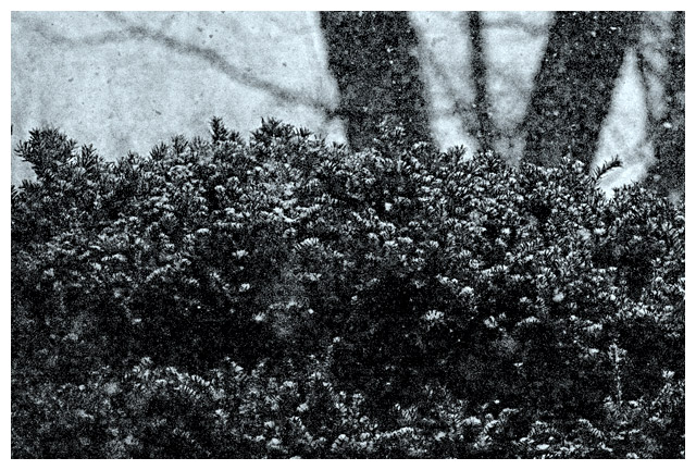 Blue Yew