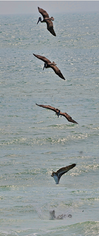 DS8_4476PelicanCollage_r4L