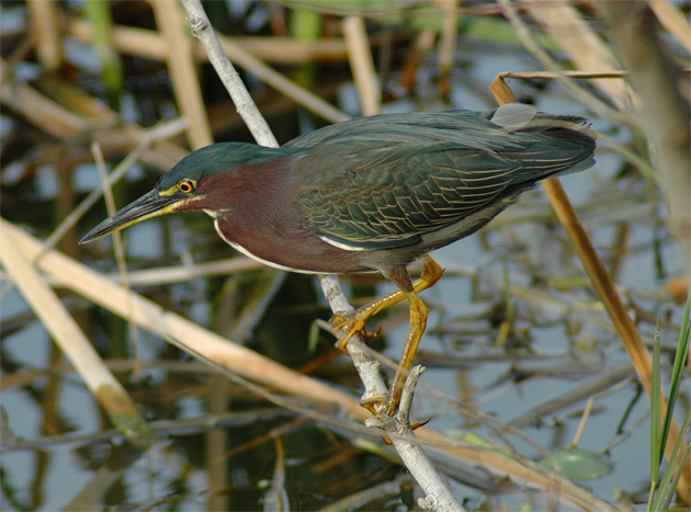 Green Heron.jpg