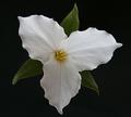 Simple Trillium
