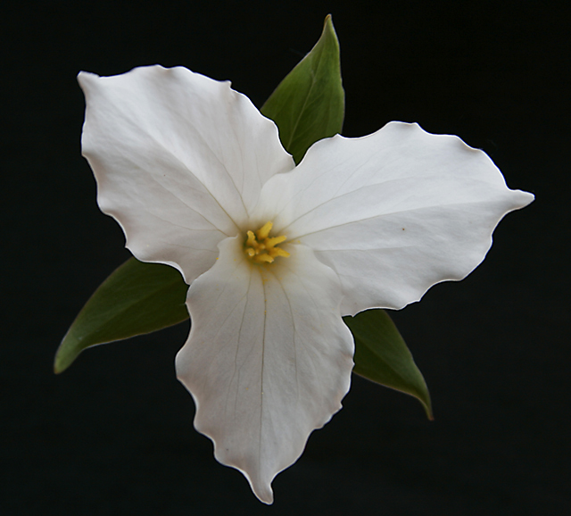 Simple Trillium