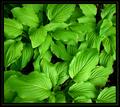 hosta