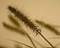 Grass