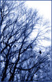 Trees (spring)
