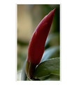 Schlumbergera X 'Buckleyii