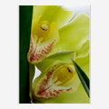 orchid - clymidium