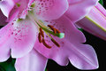 lilium-'farolito'