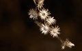 dried 