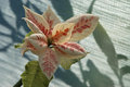 may poinsettia 