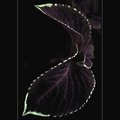 coleus