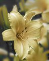 lilium