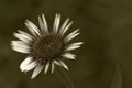 echinacea purpurea