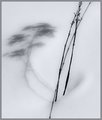 sno-shadow 1