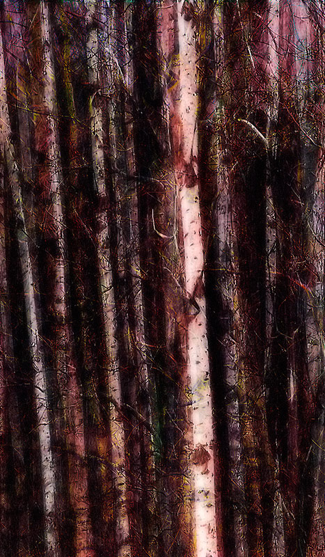 "birch" ovrly#9