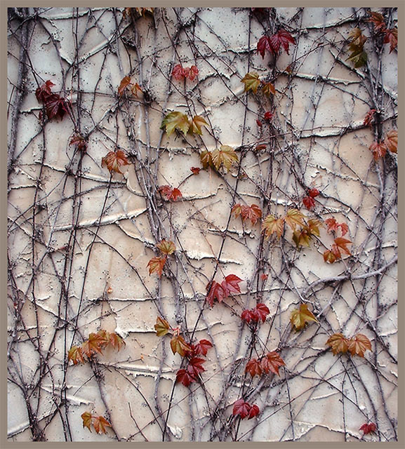 Ivy/Stucco