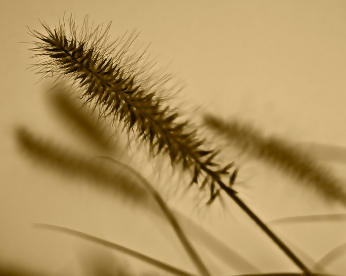 Grass