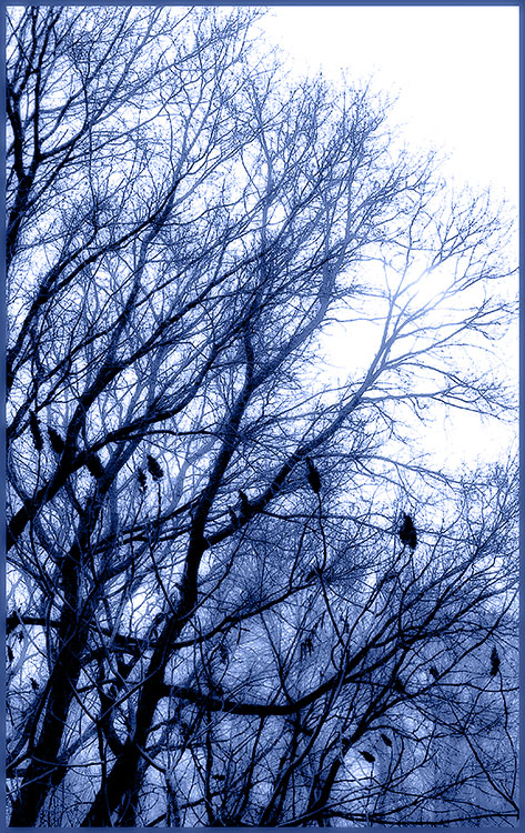 Trees (spring)