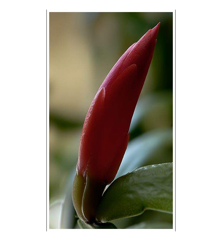 Schlumbergera X 'Buckleyii