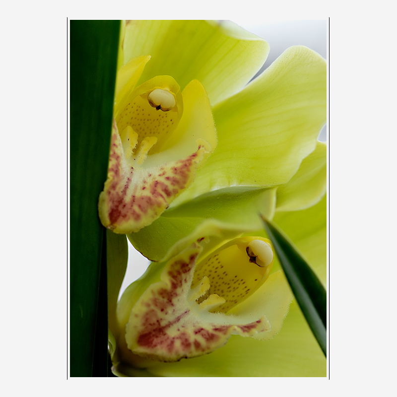 orchid - clymidium