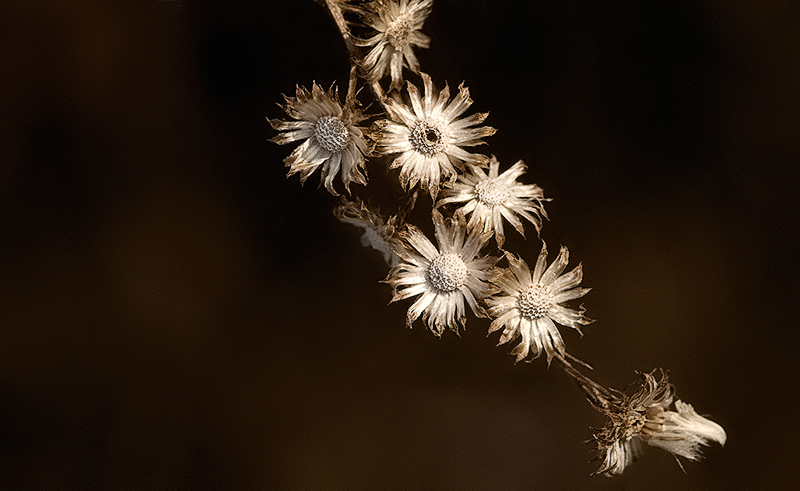 dried 