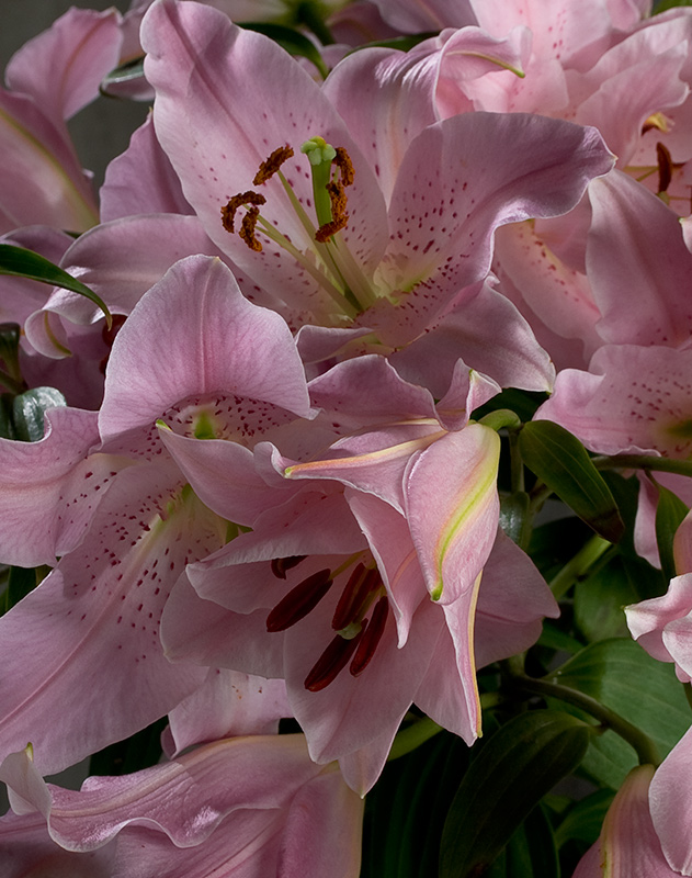 #2 time lapse-lilium