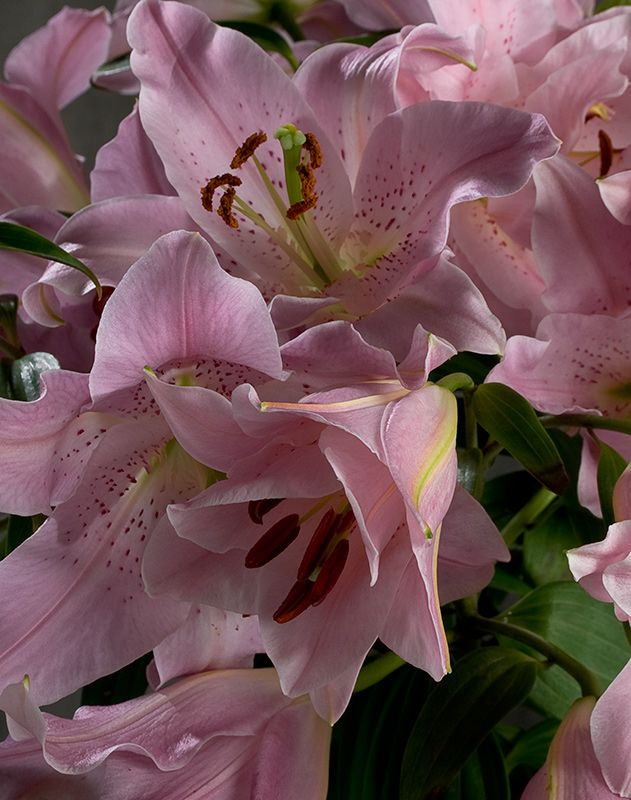 #3 time lapse-lilium