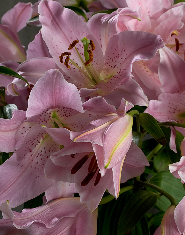 #1 time lapse-lilium
