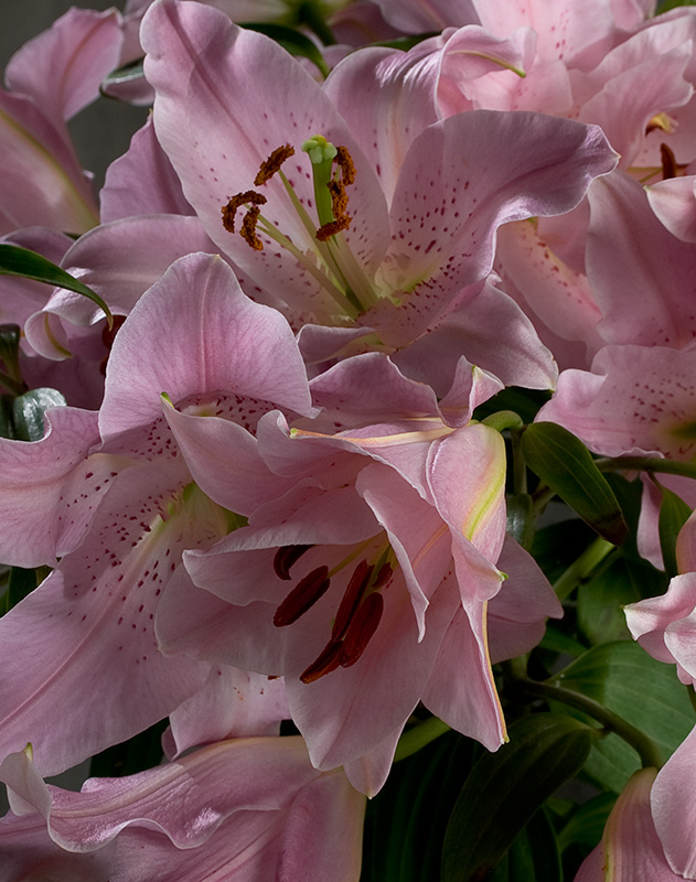 #4 time lapse-lilium
