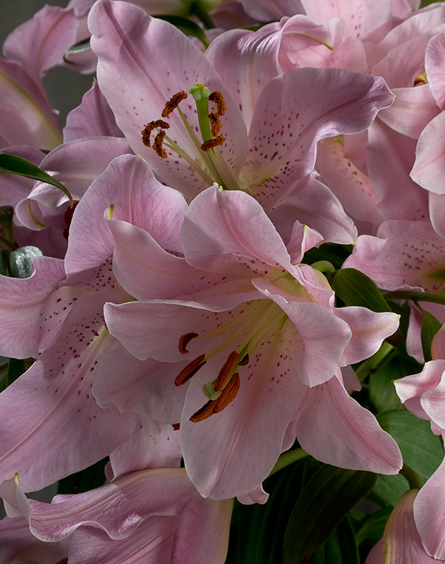 #13 time lapse-lilium