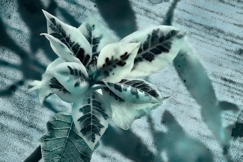 ovrly #14 'may poinsettia' 