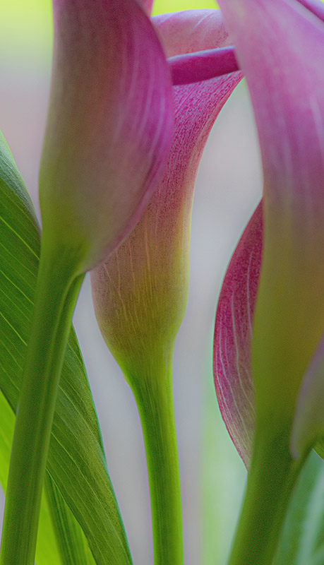 calla lily 