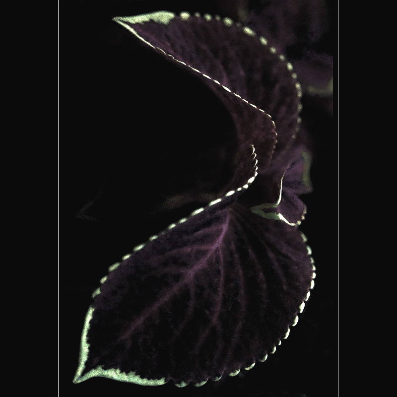 coleus