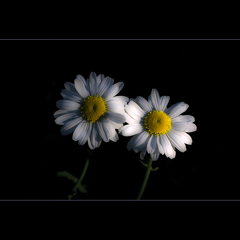 Leucanthemum
