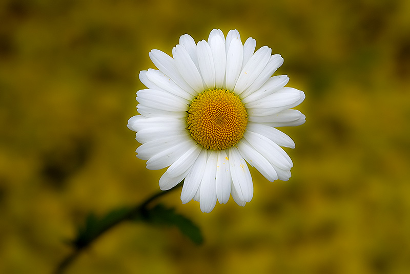 leucanthemum (color view)