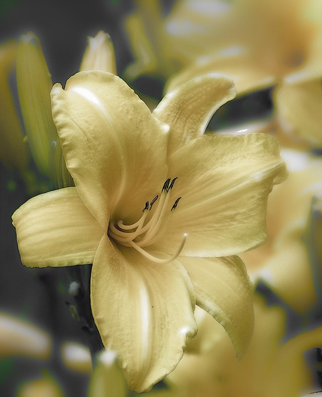 lilium