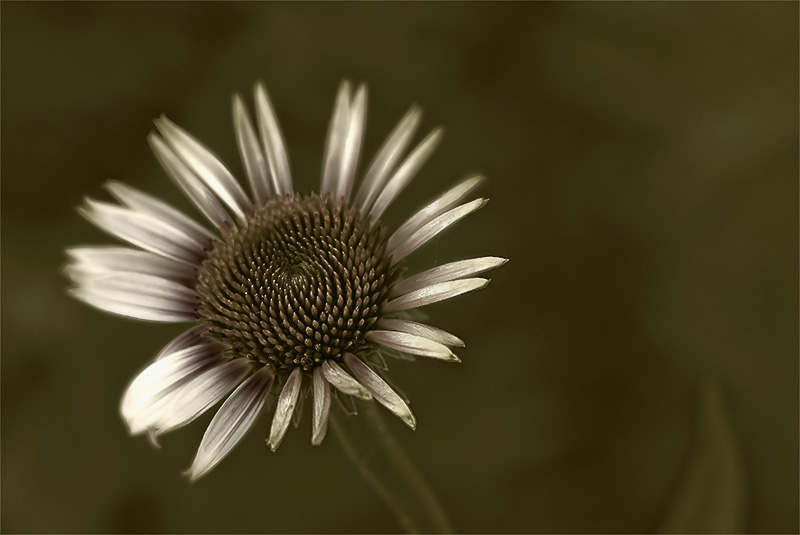 echinacea purpurea